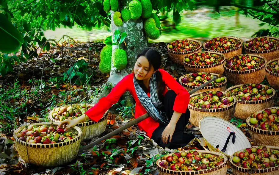 Khám Phá Bình Dương: Về Lái Thiêu hái trái bao nhiều, bạn nhất định phải đến vào hè này!