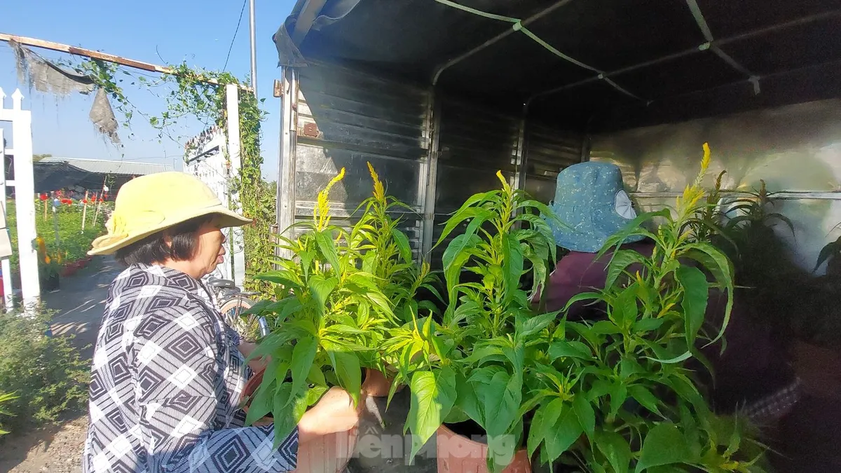 Cánh đồng Tân Ba – Thủ phủ hoa Tết ở Bình Dương