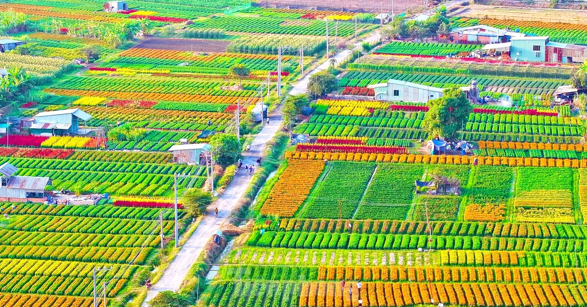 Cánh đồng Tân Ba – Thủ phủ hoa Tết ở Bình Dương
