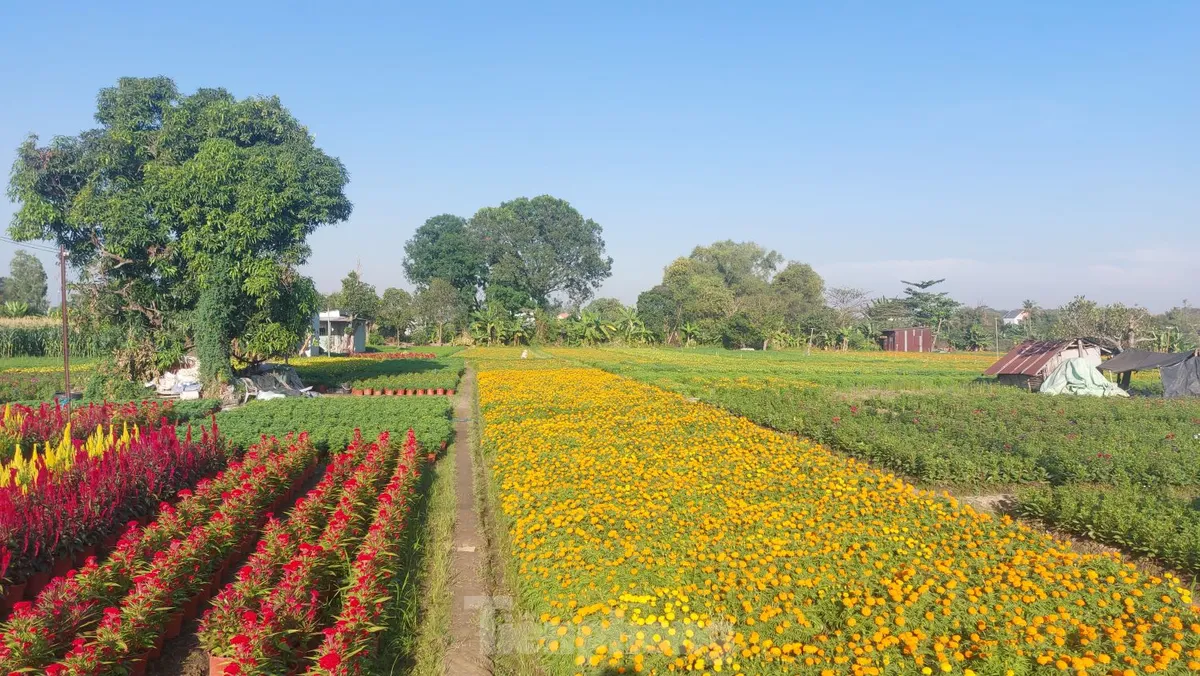 Cánh đồng Tân Ba – Thủ phủ hoa Tết ở Bình Dương