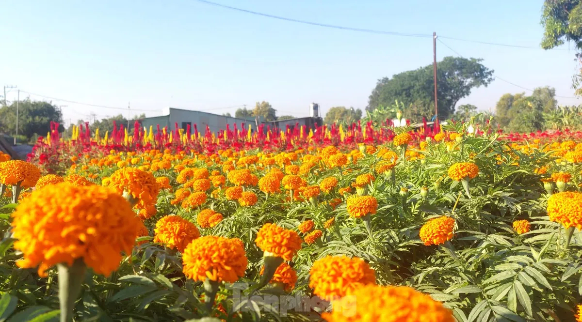 Cánh đồng Tân Ba – Thủ phủ hoa Tết ở Bình Dương