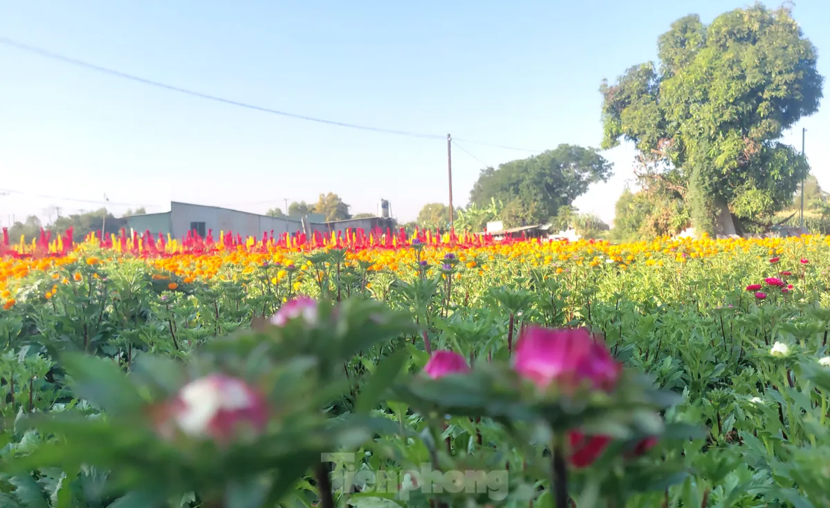 Cánh đồng Tân Ba – Thủ phủ hoa Tết ở Bình Dương