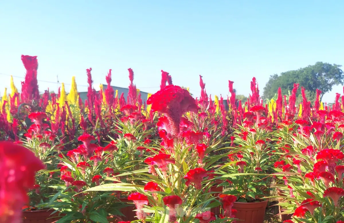 Cánh đồng Tân Ba – Thủ phủ hoa Tết ở Bình Dương