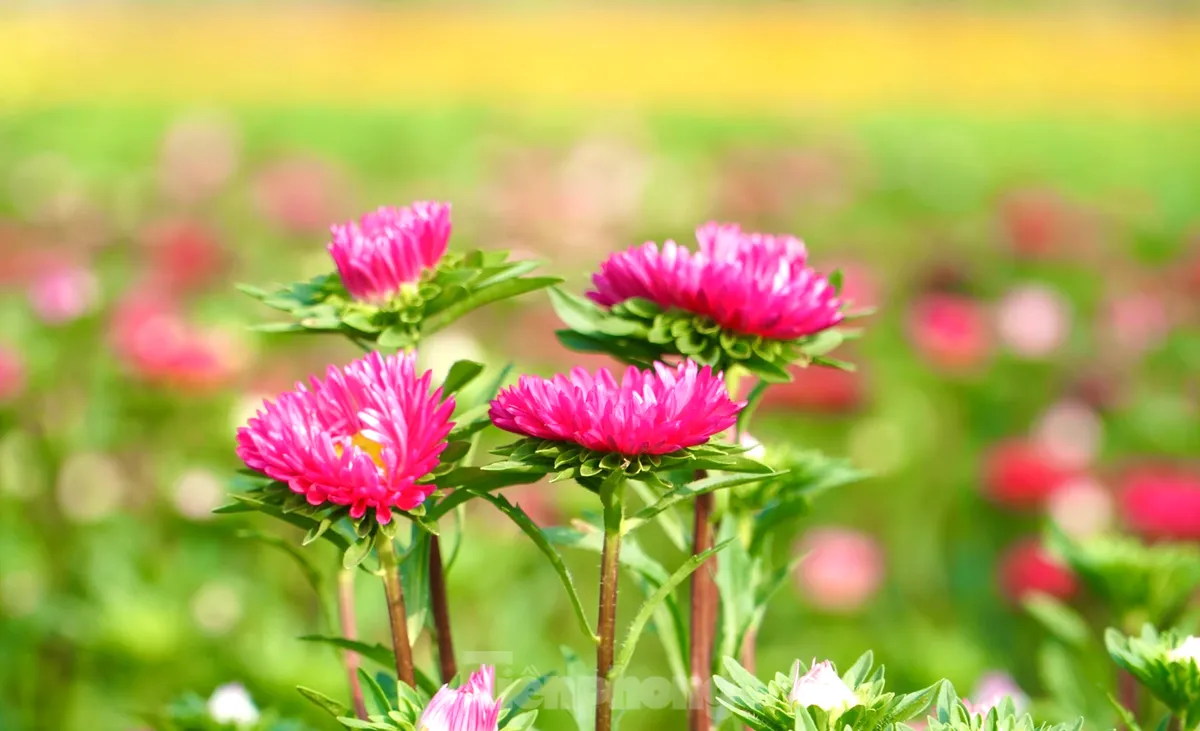 Cánh đồng Tân Ba – Thủ phủ hoa Tết ở Bình Dương