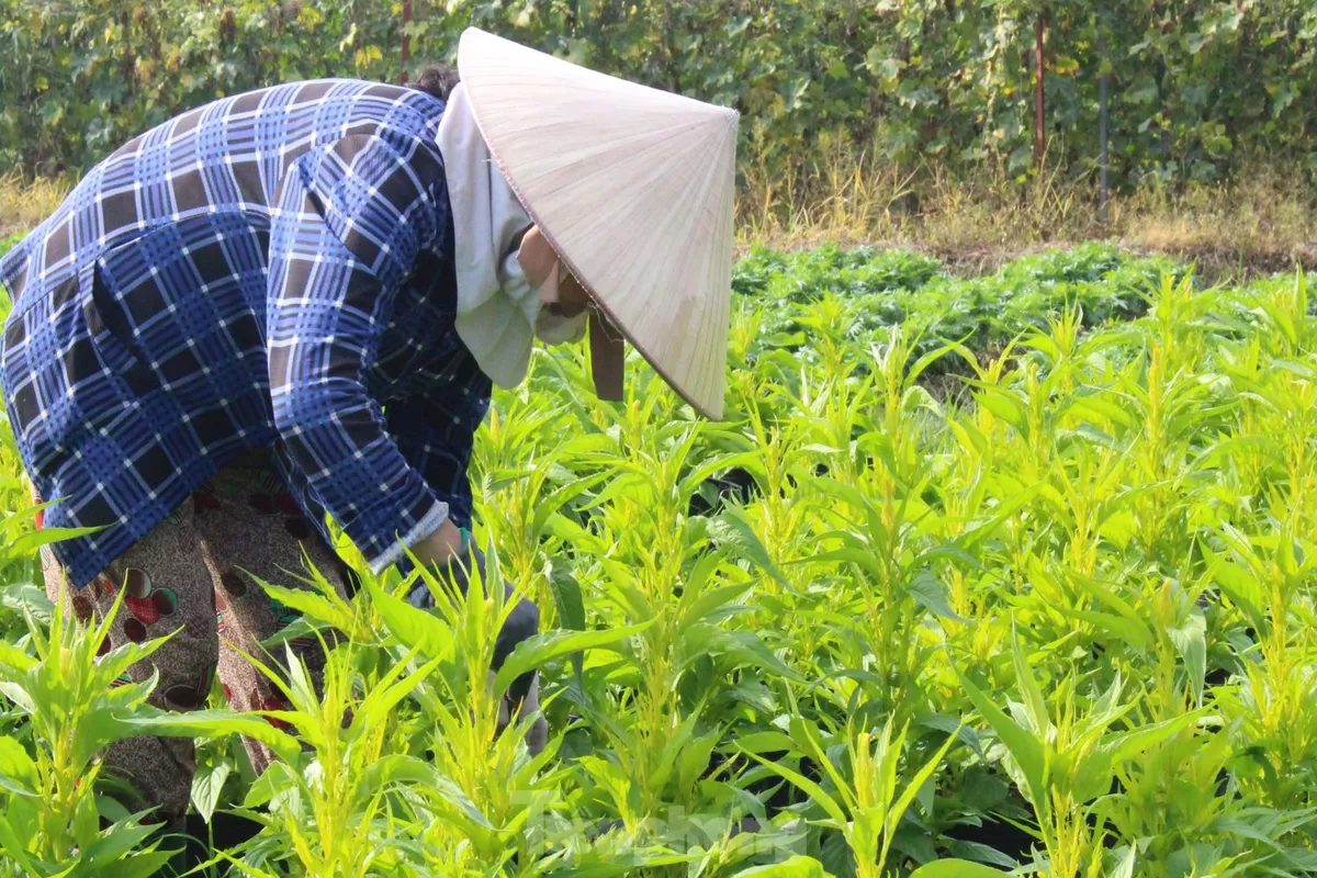 Cánh đồng Tân Ba – Thủ phủ hoa Tết ở Bình Dương