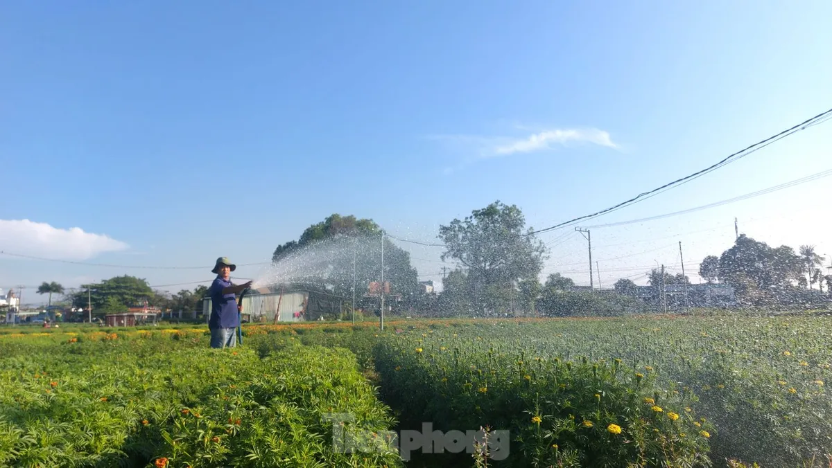 Cánh đồng Tân Ba – Thủ phủ hoa Tết ở Bình Dương