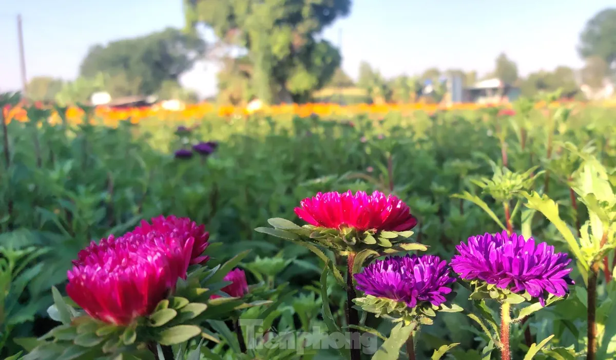 Cánh đồng Tân Ba – Thủ phủ hoa Tết ở Bình Dương