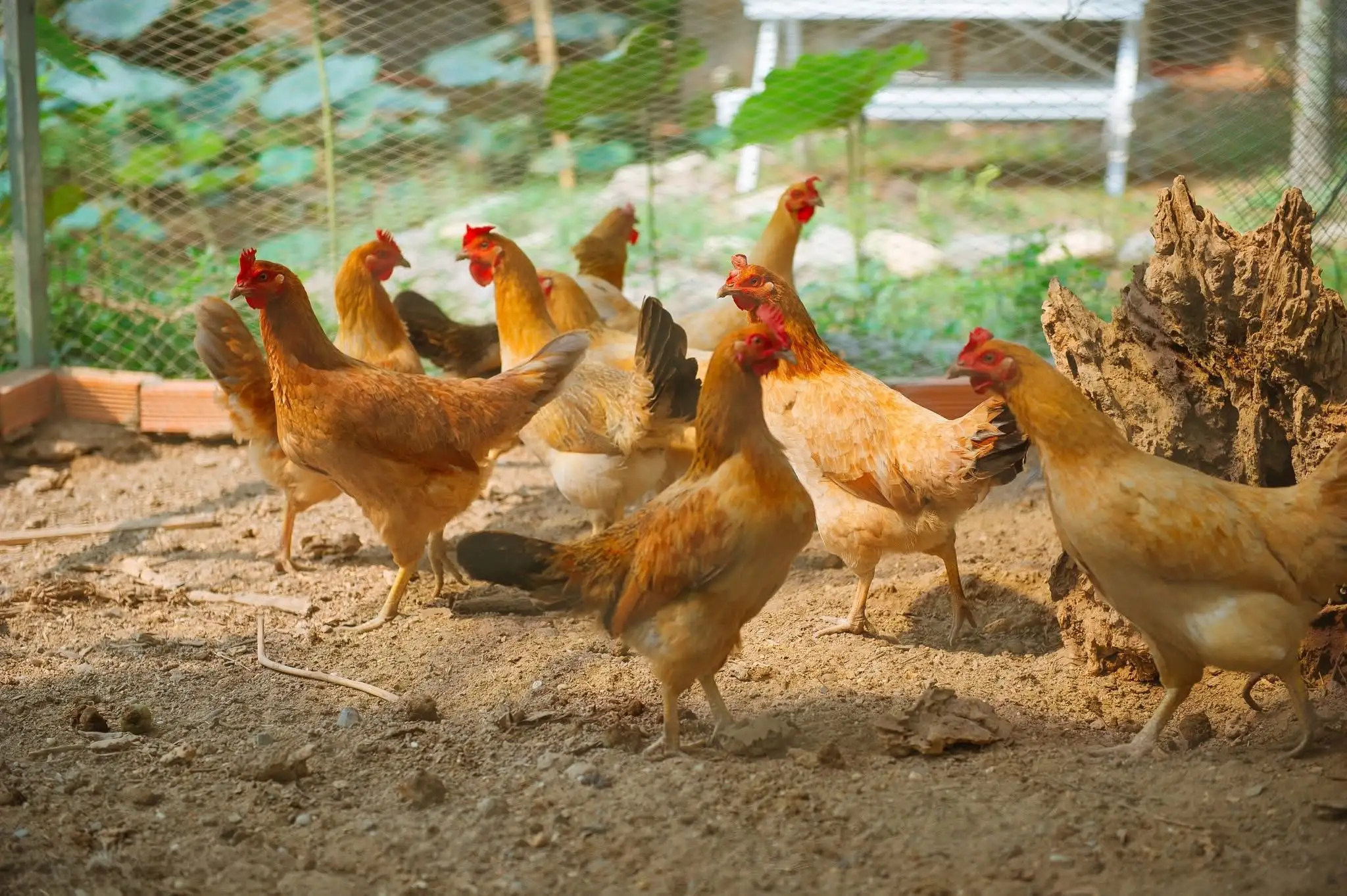 Về Vườn Của Ngoại – Nơi Thiên Nhiên Chữa Lành