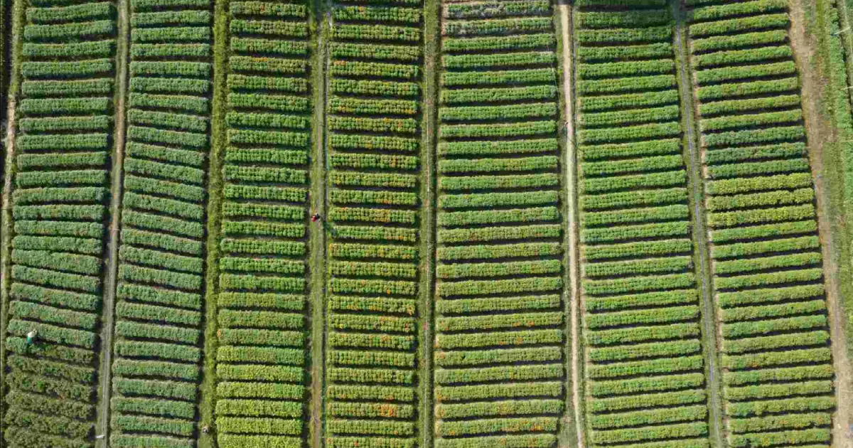 Làng hoa Tân Ba Bình Dương rộn ràng sắc Xuân những ngày giáp Tết