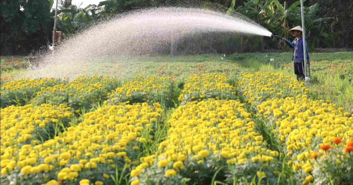 Làng hoa Tân Ba Bình Dương rộn ràng sắc Xuân những ngày giáp Tết