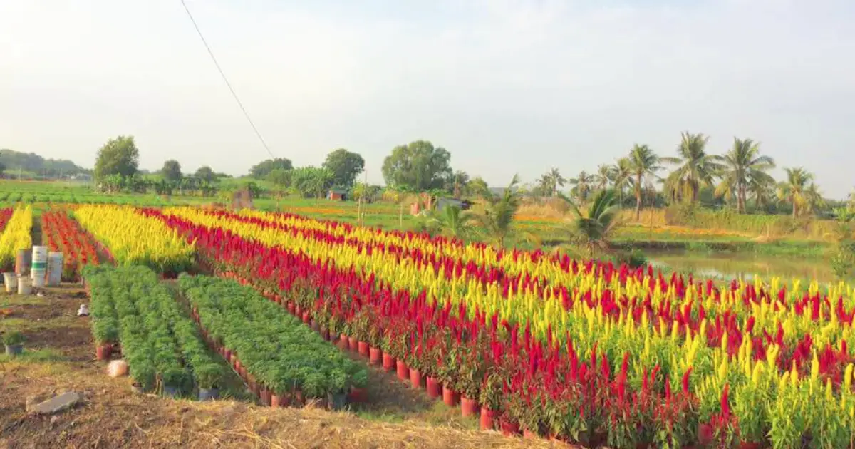 Làng hoa Tân Ba Bình Dương rộn ràng sắc Xuân những ngày giáp Tết