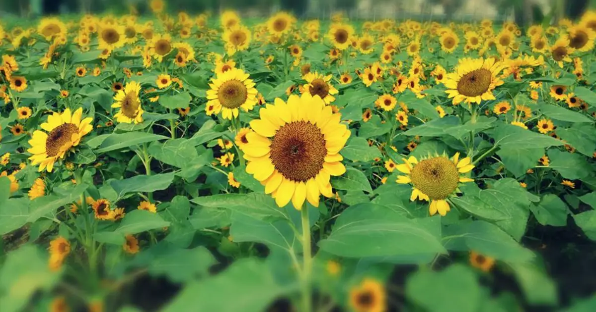 Làng hoa Tân Ba Bình Dương rộn ràng sắc Xuân những ngày giáp Tết