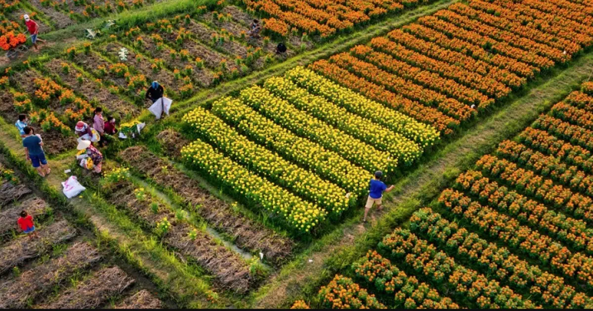 Làng hoa Tân Ba Bình Dương rộn ràng sắc Xuân những ngày giáp Tết